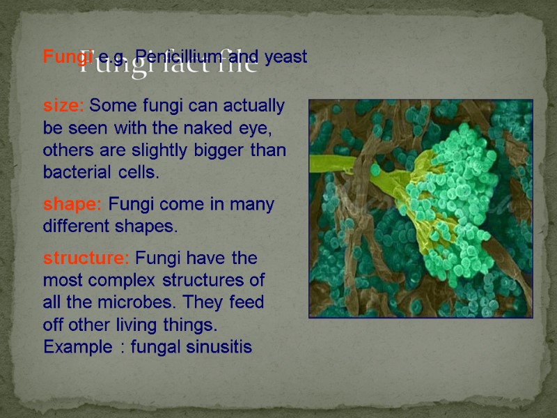 Fungi fact file size: Some fungi can actually be seen with the naked eye,